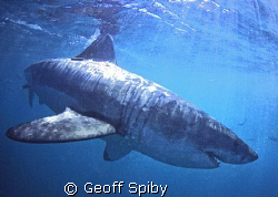a beautiful graceful great white shark by Geoff Spiby 